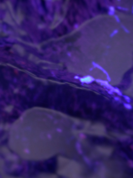 Priscillia Julien  •  design graphique